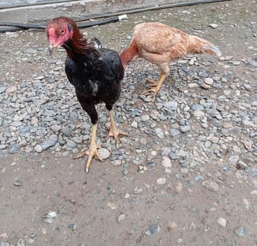 Xoruz, Heyratı, il: 1, Ünvandan götürmə lalafo.az -da Xoruz, Heyratı, il: 1, Ünvandan götürmə