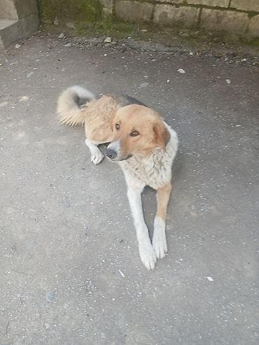 3 il, Erkek, Peyvəndli lalafo.az -da 3 il, Erkek, Peyvəndli