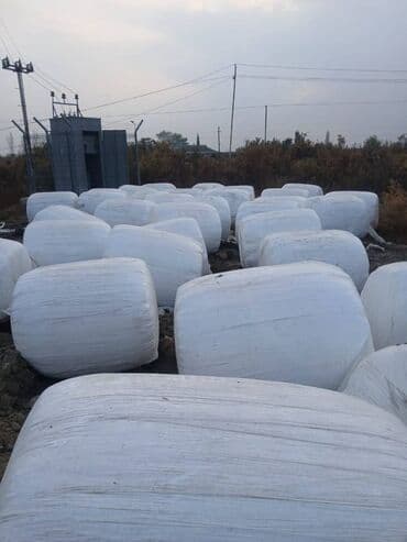 Qarğidali silosu yüksək qidalılığa malik, mal-qaranın süd və ət lalafo.az -da Qarğidali silosu yüksək qidalılığa malik, mal-qaranın süd və ət