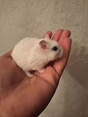 Hamster və qəfəs dəsti giymet 25m Hamster erkekdi ve 2 ayliqdi tam lalafo.az -da Hamster və qəfəs dəsti giymet 25m Hamster erkekdi ve 2 ayliqdi tam