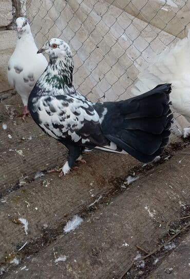 Məhsul: Qabruyn/Quyruğu yay kimi açılan bəzəkli göyərçinlər (fantail lalafo.az -da Məhsul: Qabruyn/Quyruğu yay kimi açılan bəzəkli göyərçinlər (fantail