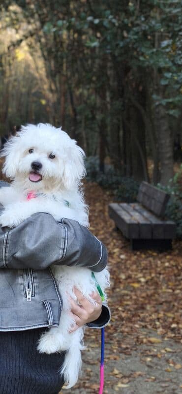 Maltipoo (Maltese x Poodle) balası — ağ, yumşaq və hipoallergen tüklü lalafo.az -da Maltipoo (Maltese x Poodle) balası — ağ, yumşaq və hipoallergen tüklü