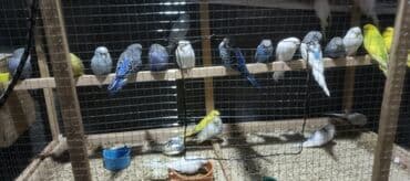 GENCE . tutuqusu 3 4 ayliq qarisiqdir ededi 11 manat lalafo.az -da GENCE . tutuqusu 3 4 ayliq qarisiqdir ededi 11 manat