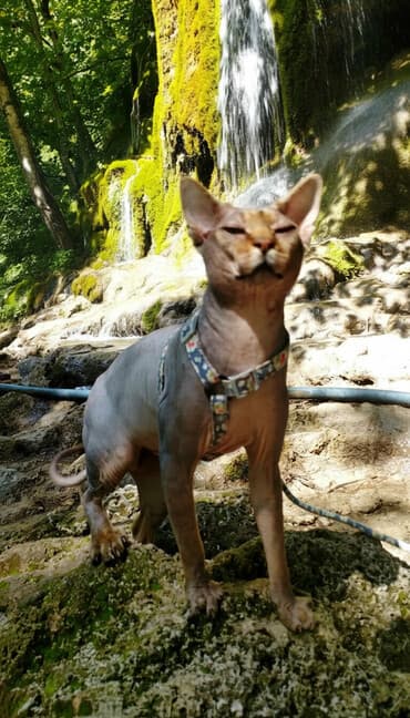 Sfinks, Erkək, Dişi lalafo.az -da Sfinks, Erkək, Dişi