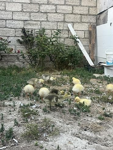 Qaz balaları satılır! 19 ədəddir. Biri 10 azn. Hər biri sağlamdır at lalafo.az Qaz balaları satılır! 19 ədəddir. Biri 10 azn. Hər biri sağlamdır
