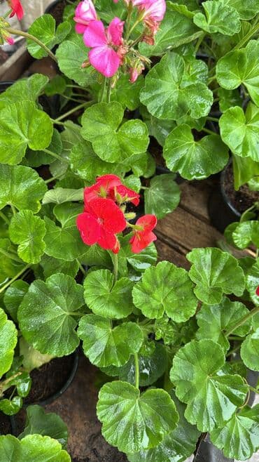 Другие растения: Güllər satılır köçlə əlaqədar. Fərqli qiymətə. Hamısını alana endirim at lalafo.az — 4 Другие растения: Güllər satılır köçlə əlaqədar. Fərqli qiymətə. Hamısını alana endirim — 4