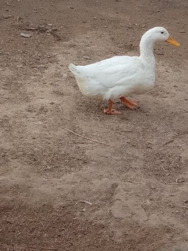 5 ayliq ordekler 10 manata qiymet sondu 20 denedi unvan Nardaran lalafo.az -da 5 ayliq ordekler 10 manata qiymet sondu 20 denedi unvan Nardaran