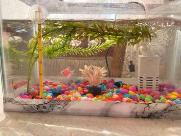 Hersey daxil 35 manata deyerinden xeylaq asagi satilir yenidir teze lalafo.az -da Hersey daxil 35 manata deyerinden xeylaq asagi satilir yenidir teze