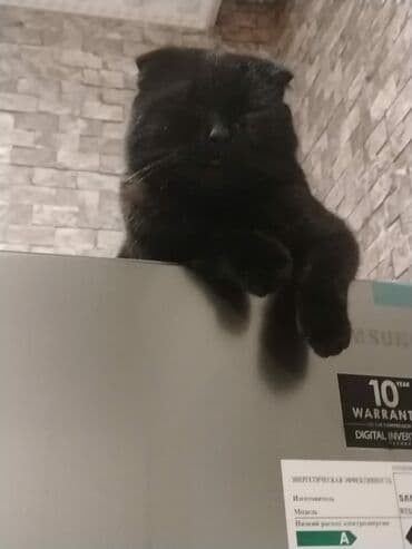 Britan yastı qulaq, Erkək, Dişi, Yaxşı əllərə, Ünvandan götürmə lalafo.az -da Britan yastı qulaq, Erkək, Dişi, Yaxşı əllərə, Ünvandan götürmə