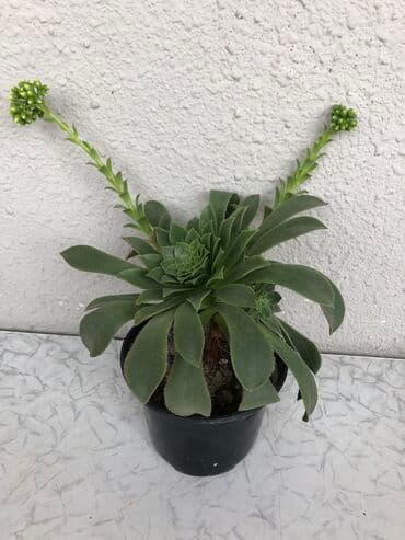 Otaq bitkileri lalafo.az -da Otaq bitkileri