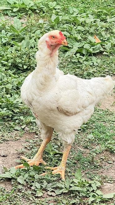 Toyuq, Damazlıq, Rayonlara çatdırılma lalafo.az -da Toyuq, Damazlıq, Rayonlara çatdırılma