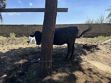 Südlük inək - Rəngi: qara - Buynuzlu, zəncirlə bağlama üçün boynunda lalafo.az -da Südlük inək - Rəngi: qara - Buynuzlu, zəncirlə bağlama üçün boynunda