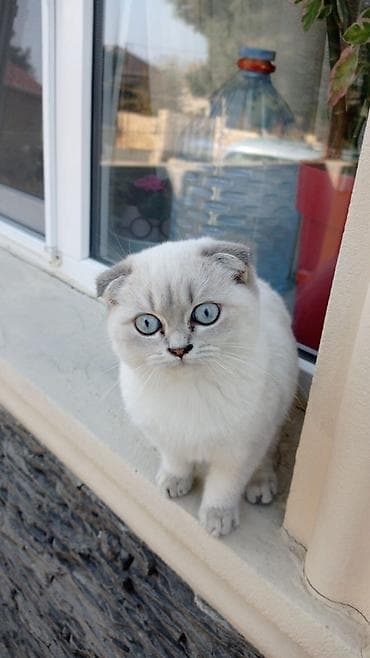 Şotland, Dişi, Ünvandan götürmə lalafo.az -da Şotland, Dişi, Ünvandan götürmə