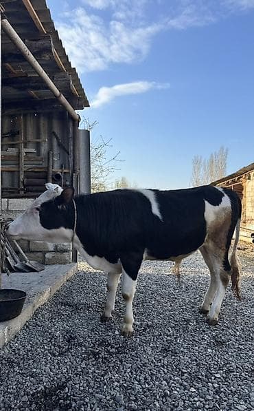 14 aylıq erkəkətlikyemdə olan danadır.ətraflı məlumat üçün zəng lalafo.az -da 14 aylıq erkəkətlikyemdə olan danadır.ətraflı məlumat üçün zəng