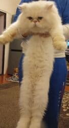 Ekzot, Erkək, Yaxşı əllərə, Ödənişli çatdırılma, Ünvandan götürmə lalafo.az -da Ekzot, Erkək, Yaxşı əllərə, Ödənişli çatdırılma, Ünvandan götürmə