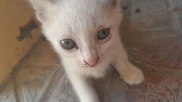 Dişi, Yaxşı əllərə, Ünvandan götürmə lalafo.az -da Dişi, Yaxşı əllərə, Ünvandan götürmə