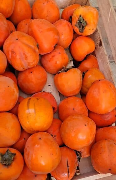 Соления: Məhsul: Öz bağımızdan Xurma . Ağdaş Xurması. Qiyməti - 0.70. Çox at lalafo.az — 5 Соления: Məhsul: Öz bağımızdan Xurma . Ağdaş Xurması. Qiyməti - 0.70. Çox — 5