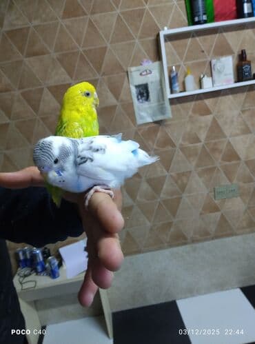 Növlər: Dalmatian rəngli (ağ‑mavi, boz zolaqlı) və parlaq limon‑yaşıl lalafo.az -da Növlər: Dalmatian rəngli (ağ‑mavi, boz zolaqlı) və parlaq limon‑yaşıl