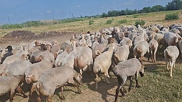 Dişi, il: 1, Damazlıq lalafo.az -da Dişi, il: 1, Damazlıq