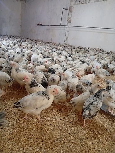 Toyuq, Broyler, Ətlik lalafo.az -da Toyuq, Broyler, Ətlik