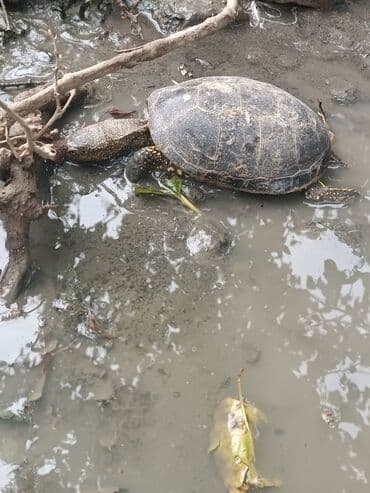 Salam tam sağlamdır.Yerim yoxdur deyə satıram 5 manat.Odənisli lalafo.az -da Salam tam sağlamdır.Yerim yoxdur deyə satıram 5 manat.Odənisli