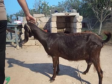 Qara-qəhvəyi rəngdə keçi - Uzun, sallanan qulaqlar, qıvrım buynuzlar - lalafo.az -da Qara-qəhvəyi rəngdə keçi - Uzun, sallanan qulaqlar, qıvrım buynuzlar -