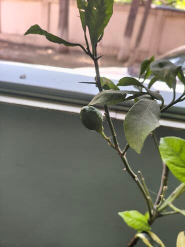 Salam limon ağacı satılır qiyməti 18 manat deyilir real alıcılar zəng lalafo.az -da Salam limon ağacı satılır qiyməti 18 manat deyilir real alıcılar zəng