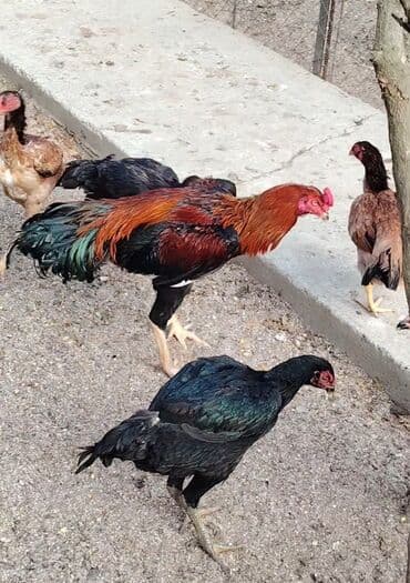 Toyuq, Damazlıq, Ödənişli çatdırılma, Rayonlara çatdırılma lalafo.az -da Toyuq, Damazlıq, Ödənişli çatdırılma, Rayonlara çatdırılma