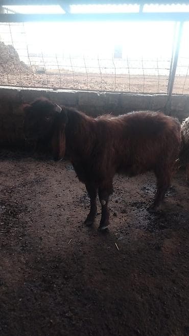 21 baş hələp keçisi 23 çəpiş kom satılır lalafo.az -da 21 baş hələp keçisi 23 çəpiş kom satılır