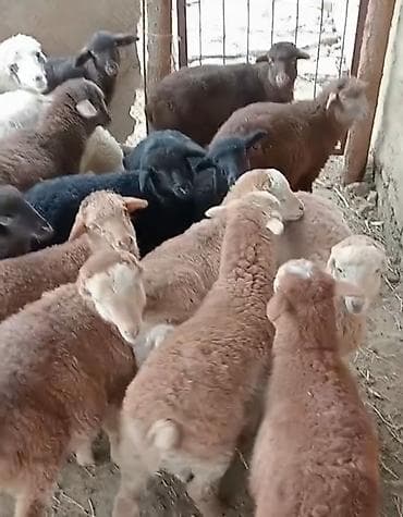 👉quzu sürüsü. 20 dene 165manat. Zəng və watsap aktivdir . Qazax lalafo.az -da 👉quzu sürüsü. 20 dene 165manat. Zəng və watsap aktivdir . Qazax