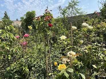 BAĞBAN ART 🌱 Otaq, bağ və landşaft üçün dekorativ və meyvə lalafo.az -da BAĞBAN ART 🌱 Otaq, bağ və landşaft üçün dekorativ və meyvə
