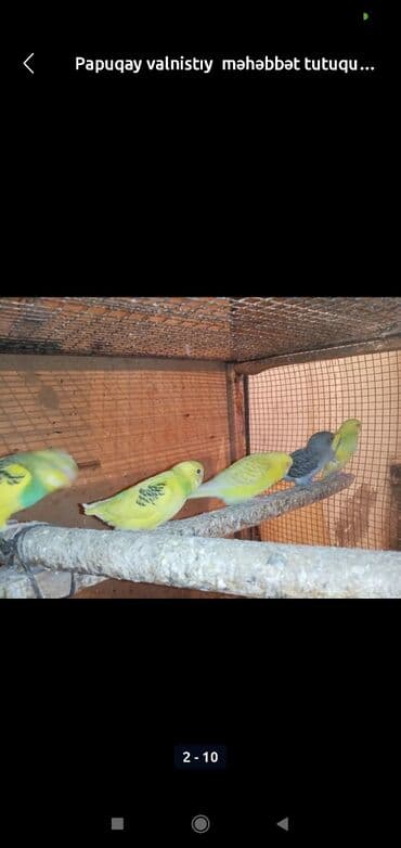 Valnıstıy valnist papuqaylar ucuz qiymətə balalar satilır Məhəbbət lalafo.az -da Valnıstıy valnist papuqaylar ucuz qiymətə balalar satilır Məhəbbət