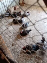 Məhsul: Muskovi (hind) ördəkləri Təsvir: - Şəkillərdə müxtəlif rəng lalafo.az -da Məhsul: Muskovi (hind) ördəkləri Təsvir: - Şəkillərdə müxtəlif rəng