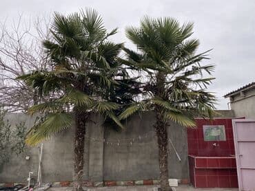 Satılır: 2 ədəd dekorativ palma ağacı (Trachycarpus növü – fan formalı lalafo.az -da Satılır: 2 ədəd dekorativ palma ağacı (Trachycarpus növü – fan formalı