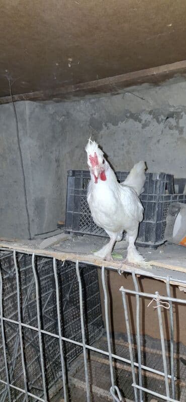 Yaponka xoruzu 12 azn 5 aylıqdı lalafo.az -da Yaponka xoruzu 12 azn 5 aylıqdı