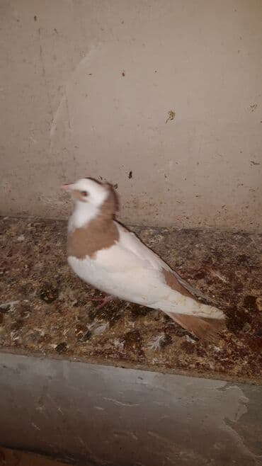 Bawi kekili dizden cilpaq boynu qülü sari quyruqlar axi olanlarda var lalafo.az -da Bawi kekili dizden cilpaq boynu qülü sari quyruqlar axi olanlarda var