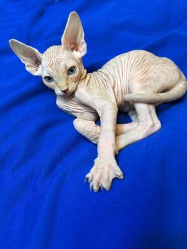 Sfinks, Erkək, Dişi, Yaxşı əllərə, Ünvandan götürmə, Pulsuz çatdırılma, Ödənişli çatdırılma lalafo.az -da Sfinks, Erkək, Dişi, Yaxşı əllərə, Ünvandan götürmə, Pulsuz çatdırılma, Ödənişli çatdırılma