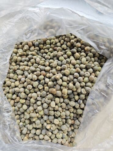 Aİ Bamiyə toxumu 100qramı 5 manat. Toxumlar 2025 ci lalafo.az -da Aİ Bamiyə toxumu 100qramı 5 manat. Toxumlar 2025 ci