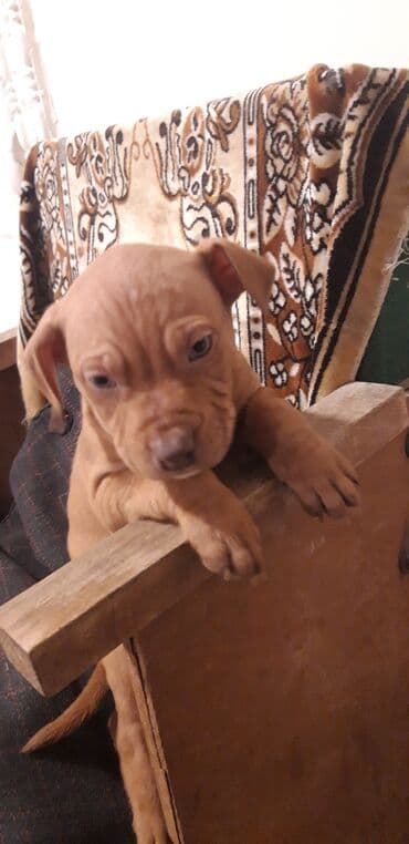 Pitbul, 10 ay, Dişi, Sənədli, Ünvandan götürmə lalafo.az -da Pitbul, 10 ay, Dişi, Sənədli, Ünvandan götürmə