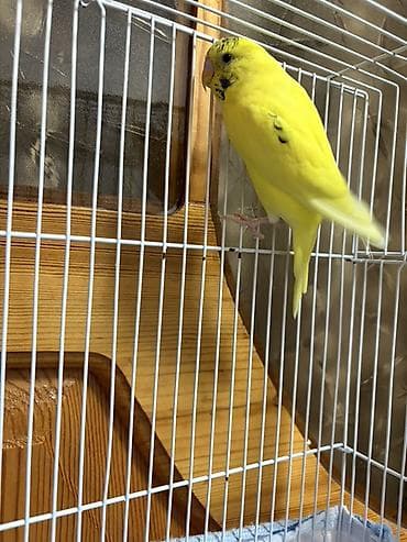 Sarı dalmatian naxışlı dalğalı tutuquşu (budgerigar) - Növ: Dalğalı lalafo.az -da Sarı dalmatian naxışlı dalğalı tutuquşu (budgerigar) - Növ: Dalğalı