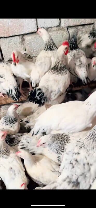 Tam sağlam temiz qan lider 55 selebrist 3 ay 15 gun butun vaksin lalafo.az -da Tam sağlam temiz qan lider 55 selebrist 3 ay 15 gun butun vaksin