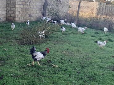 Toyuq, Damazlıq, Ünvandan götürmə lalafo.az -da Toyuq, Damazlıq, Ünvandan götürmə