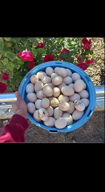 Salam lal ördək yumutası içində lavanda ve zümrüd yumurtası 80 qəpik lalafo.az -da Salam lal ördək yumutası içində lavanda ve zümrüd yumurtası 80 qəpik