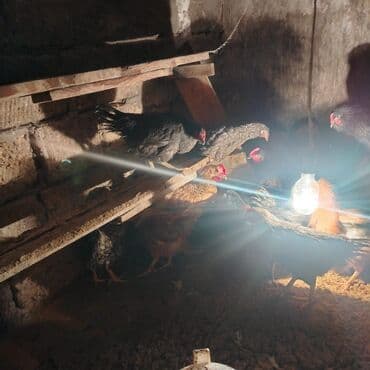 Ünvan Qobu xoş gəldinde 12 manata Xarkov alman sortu istiyen bu lalafo.az -da Ünvan Qobu xoş gəldinde 12 manata Xarkov alman sortu istiyen bu