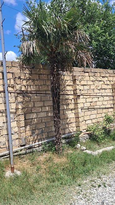 Yaxşi vəziyətdədi lalafo.az -da Yaxşi vəziyətdədi