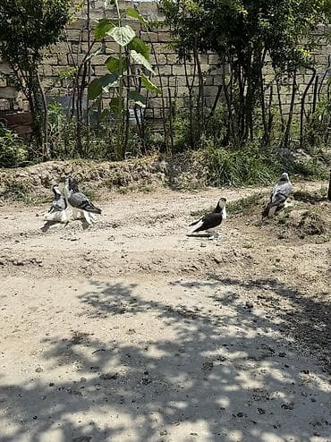 Delfinler satilir ciddi alicilar yazsin lalafo.az -da Delfinler satilir ciddi alicilar yazsin