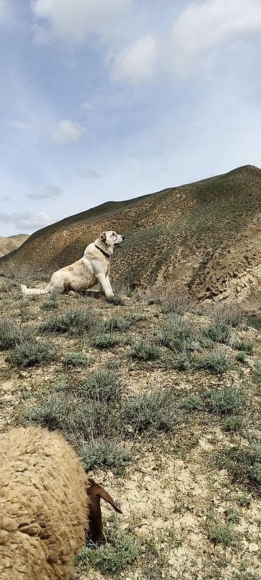 2 il, Erkek, Ünvandan götürmə lalafo.az -da 2 il, Erkek, Ünvandan götürmə
