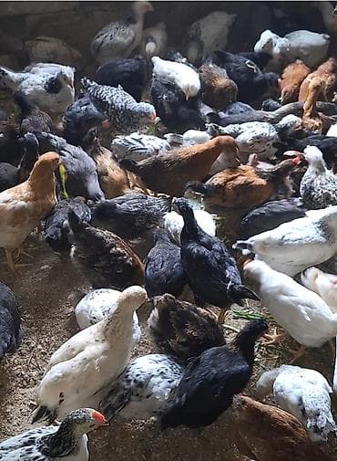 Toyuq cücələri, Damazlıq lalafo.az -da Toyuq cücələri, Damazlıq