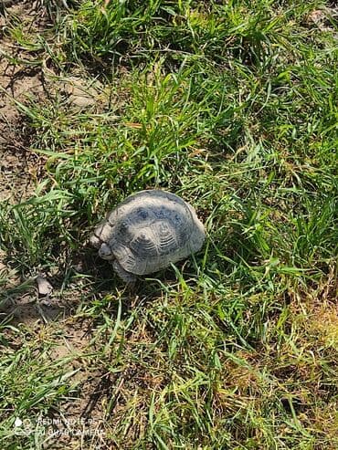 Tısbağa 🐢 Kaplumbağa Satılır quru tısbağası həyata bağ evləri üçün lalafo.az -da Tısbağa 🐢 Kaplumbağa Satılır quru tısbağası həyata bağ evləri üçün