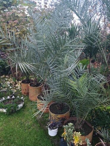 Bitki dərmanları: Məhsul: Fidanlar və landşaft üçün dekorativ bitkilər Təsvir: - lalafo.az -da — 6 Bitki dərmanları: Məhsul: Fidanlar və landşaft üçün dekorativ bitkilər Təsvir: - — 6